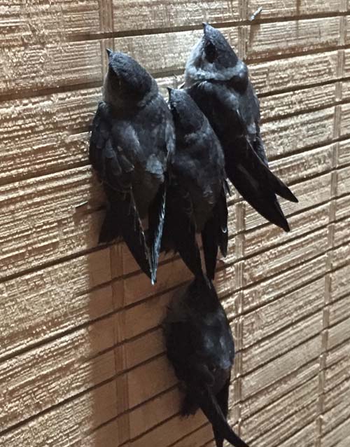 Fledgling chimney swifts waiting to be fed